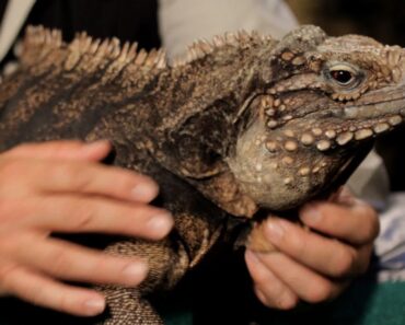 7 Care Tips for Green Iguanas