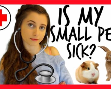 Is My Small Pet Sick? SIGNS & SYMPTOMS