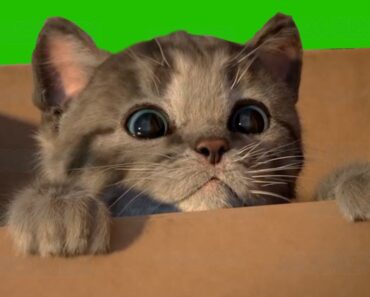 Little Kitten My Favorite Cat Play Fun Pet Care Game