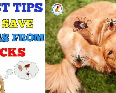 Tips To Prevent Your Dog From Ticks