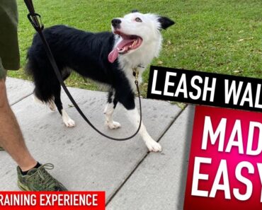 How To Train Your Dog to Walk Perfectly! This is