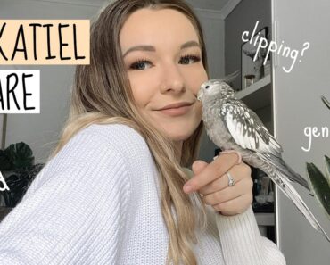 Cockatiel Care + Tips! ( OLD VIDEO)