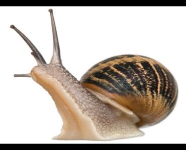 How to Care for Garden Snails