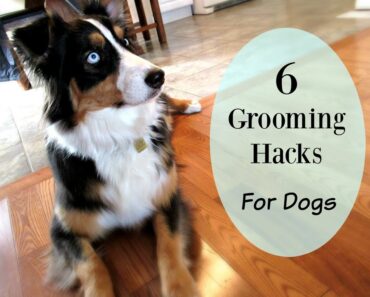 Six Grooming Hacks for Dog Owners