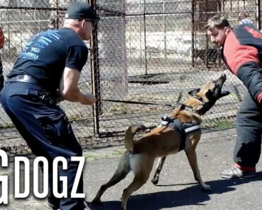 Training The World’s Toughest Police Dogs