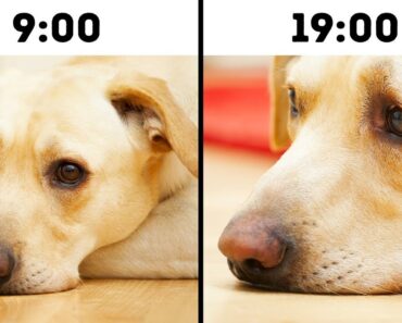 10 Mistakes That Shorten Your Pet’s Life