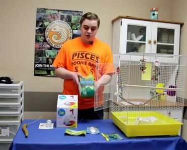 Basic Budgie Set-up & Care