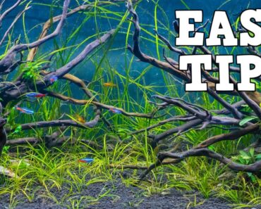 Tips For A Successful Planted Aquarium With Aquarium Co Op