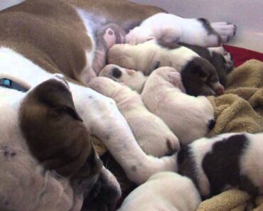 Pet Care Training and Education: Animal Learning