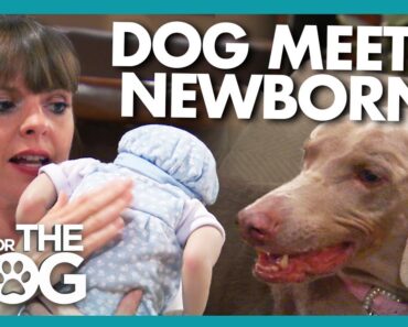 Can Dog With Bite History Be Trained Before Newborn Arrives?