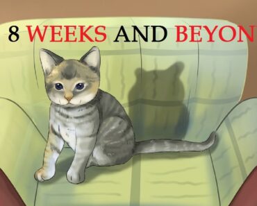 How to Take Care of Kittens