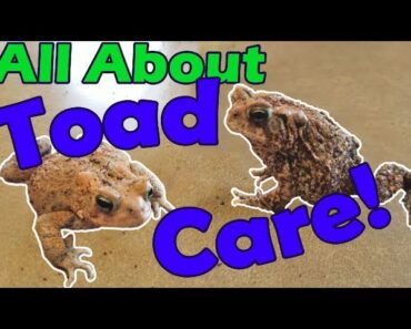 How to Take Care of Toads!