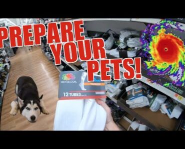 Preparing Your Pet For A Hurricane! (Tips and Tricks To