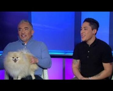Cesar Millan’s tips for dog owners