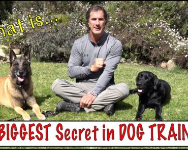The Biggest Secret in Dog Training