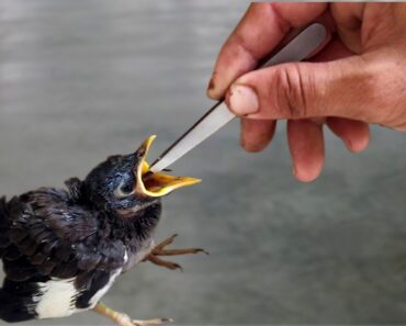 Baby bird feeding and raising