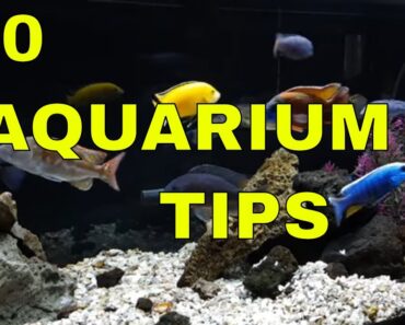 10 Aquarium Tips: Successful African Cichlid Keeping
