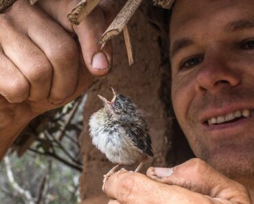 Caring for a baby bird in the hut