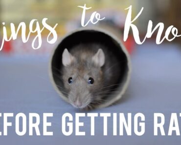 Rat Care For Beginners!