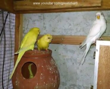 Budgie Bird | Budgie Breeders