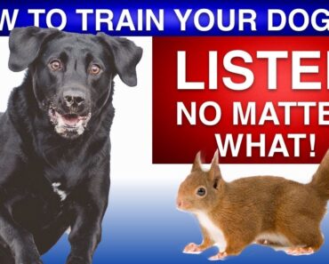 How To Train Your Dog To Listen No Matter What!