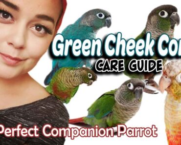 Green Cheek Conure Care