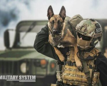 Here’s Military Dogs that are specially Trained for Combat