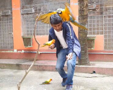 Bird’s Illness and Complete Care Treatments & Keeping Tips /