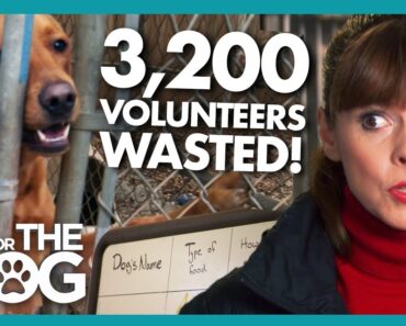 Trouble Dogs and Wasted Resources Grind Dog Shelter to a