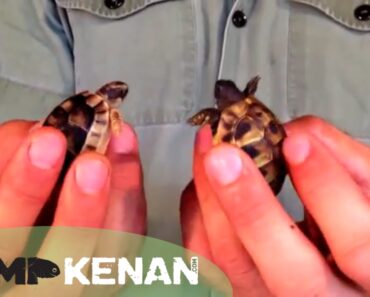 Best Tortoise For You?? Kamp Kenan S1 Episode 10