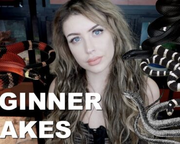All of the BEST Beginner Snakes (No, Not Ball Pythons)