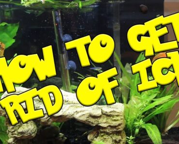 HOW TO CURE ICH IN A FRESH WATER AQUARIUM [Tips