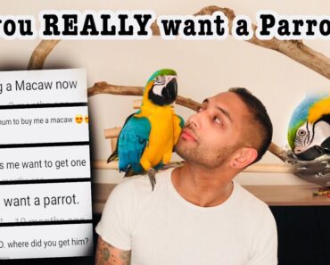 DON’T buy a Macaw!!! Unless