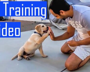 Labrador Puppy Learning and Performing Training Commands Compilation