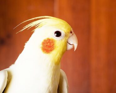 How to Take Care of a Cockatiel