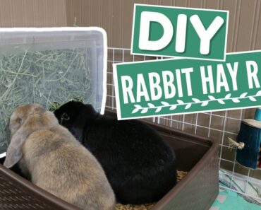 DIY RABBIT HAY BOX