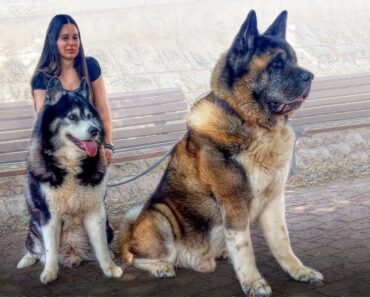 These Are 10 Easiest Dog Breeds to Own