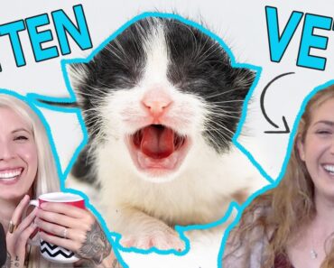 Veterinary Care for Baby Kittens
