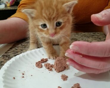 Teaching a 4 week to 5 week old kitten to