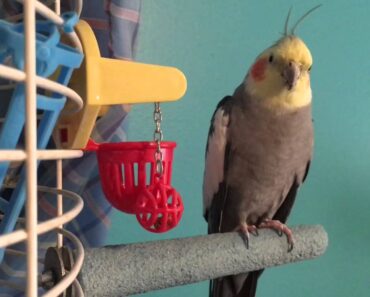 Daily Cockatiel Care!