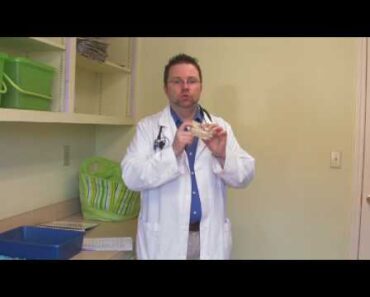 Cat & Kitten Care : Gum Disease in Cats