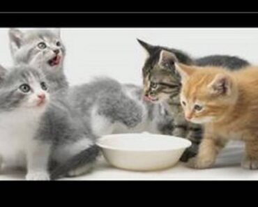 Kitten Care : Kitten Care Tips