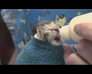 Kitten & Cat Care : How to Raise Just-Born Kittens