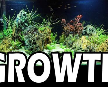 HUGE GROWTH- Planted Aquarium Tips & Tricks: Steve’s Tank 3