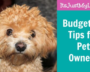 Budgeting Tips for Pet Owners Budgeting Tips for Pet Owners