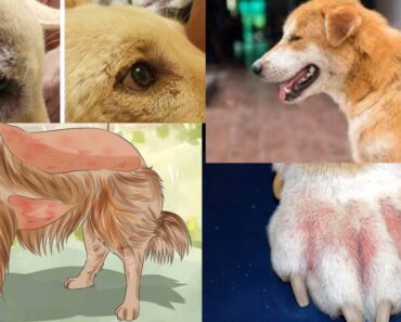 Dog skin problems / Pet Care
