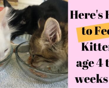 What & How to Feed Kittens age 4 to 6
