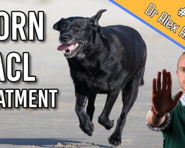 The Best Torn Dog ACL Treatment