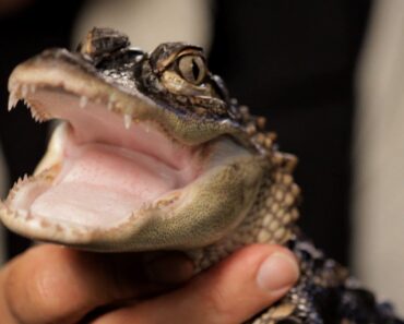 5 Care Tips for Alligators