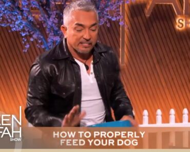 Cesar Millan’s Tips Every Dog Owner Should Know